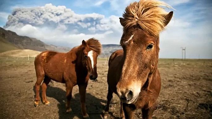 horse Icelandic | Horses picture idea of horse type Icelandic