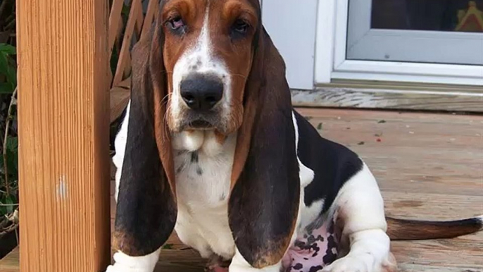 Basset Hound Dogs | Set of Basset Hound dog breed cute picture collection