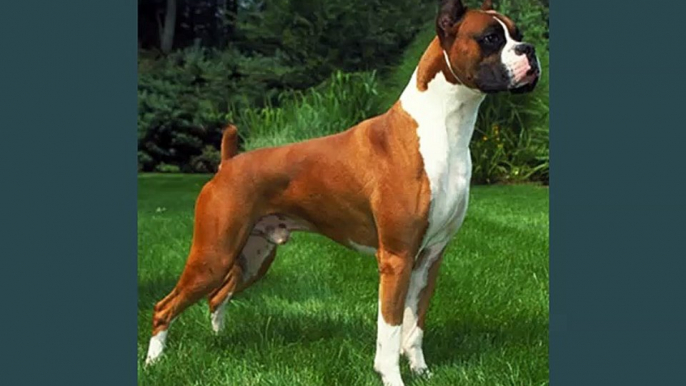Boxer Dogs | dog breed Boxer picture collection ideas