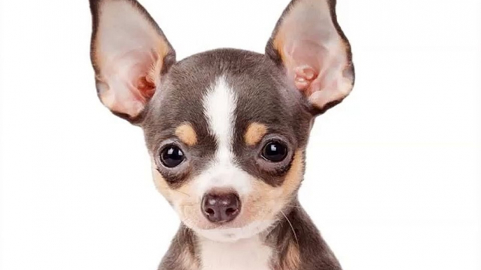 Chihuahua Dogs | dog breed Chihuahua picture collection ideas