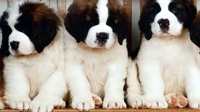 Saint Bernard Dogs | dog breed Saint Bernard set of cute pictures
