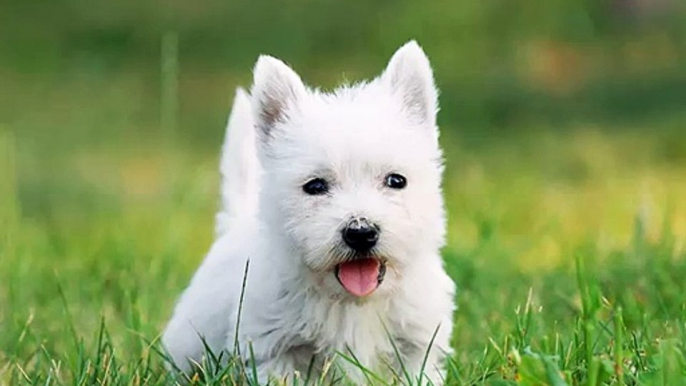 West Highland White Terrier Dogs | dog breed West Highland White Terrier set of cute pictures