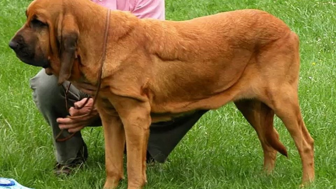 Bloodhound Dogs | Set of Bloodhound dog breed cute picture collection