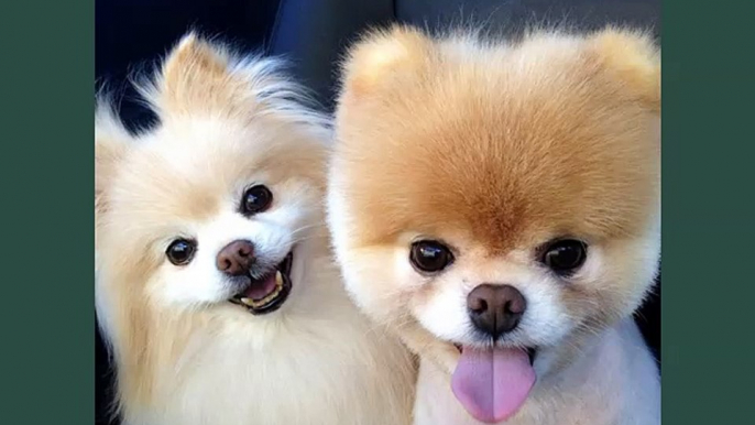 Pomeranian Dogs | lovely pics of dog breed Pomeranian dogs