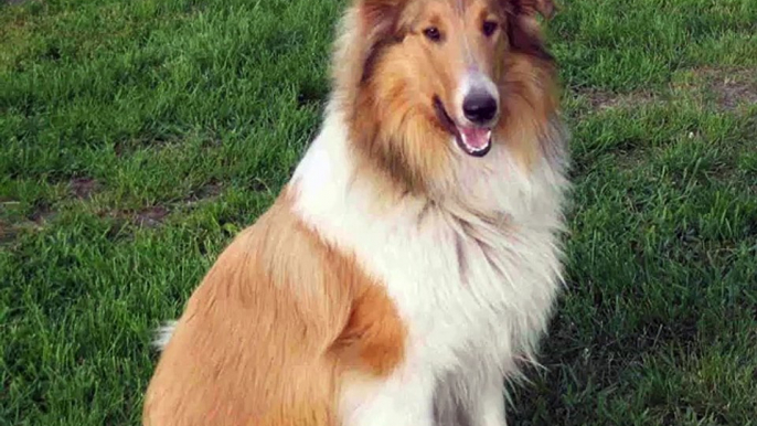 Collie Dogs | collcetion of dog breed Collie pictures