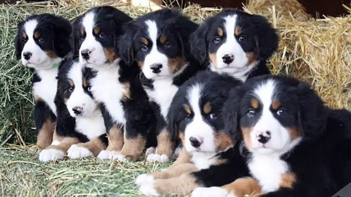 Bernese Mountain Dog Dogs | Set of Bernese Mountain Dog dog breed cute picture collection