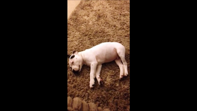 Un bébé chien effrayé par son pet alors qu'il dort... Hilarant!