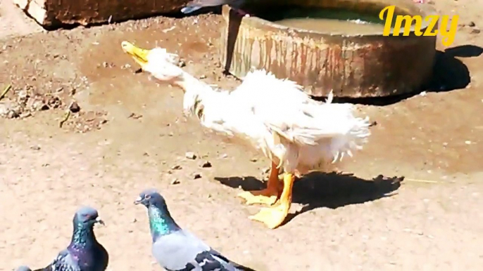 Cute Duck Taking Bath And Playing With Water 2015 [HD VIDEO]