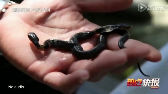 Cobra snake with two heads filmed in China