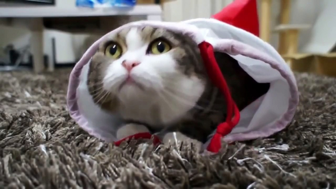 Funny Cats Videos - Cute Kittens Compilation 2015 - Ultimate Cat Vines Compilation 2015