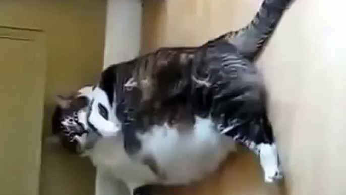 Gato Gordo Como Un Globo! ★ Gato divertido gato chistoso gato tierno loco risa humor