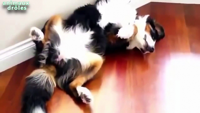 Chiens et chats mignons de couchage en position drôle Compilation Partie 1