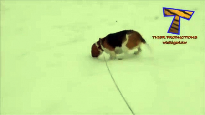 Winter adventures of dog. Funny funny dog walking on snow