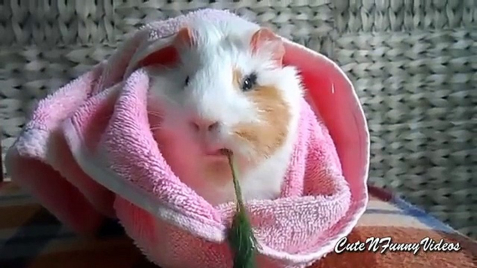 From life guinea pigs. Funny guinea pigs