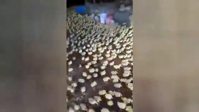 River of Ducks - 5,000 ducklings rush to swim in the pond for first time, China