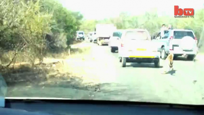 Shocking act of tiger in front of public