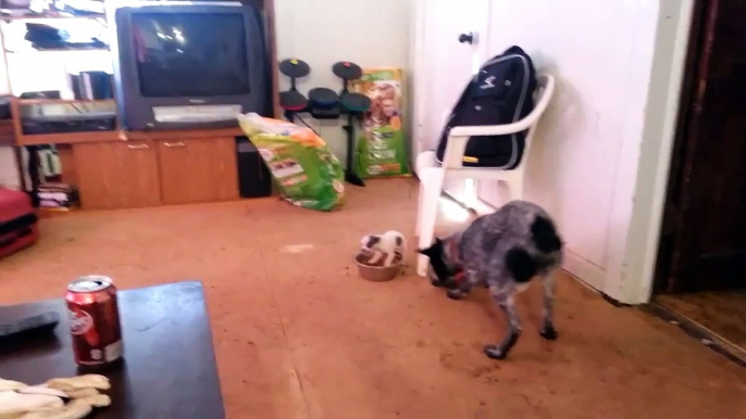 Small Puppy Protects Food Bowl VS Big Dog (Who's The Winner?)