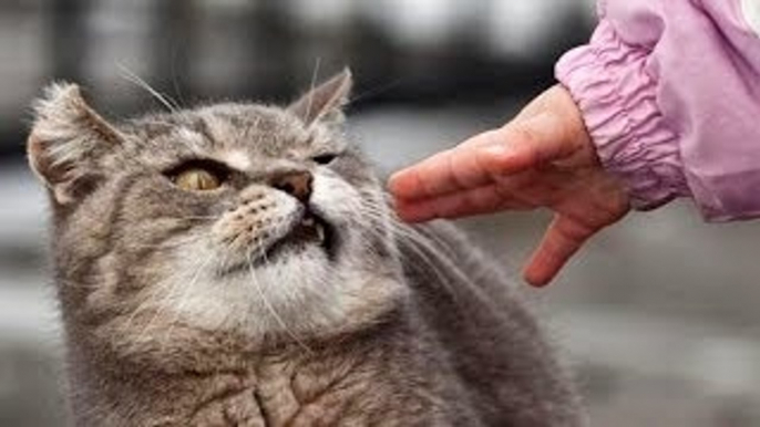 Cats Just Dont Like Petting and Kisses - Funny and Cute Cat Compilation