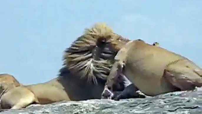 Lion Mating - Lions Having Love Like Humans