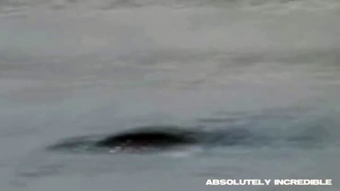 Real LOCH NESS MONSTER sightings / footage caught on tape at last! (January 19, 2015!)