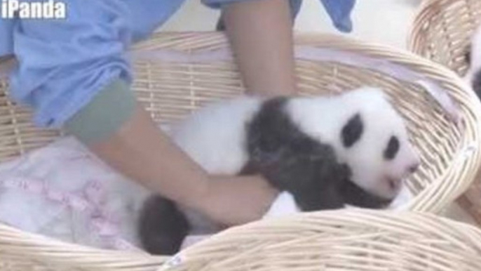 Panda Nannies Have the Happiest Job Ever