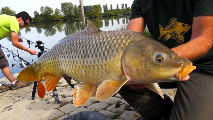 Carpe et Poissons Blancs en Béarn Pyrénées Pays basque