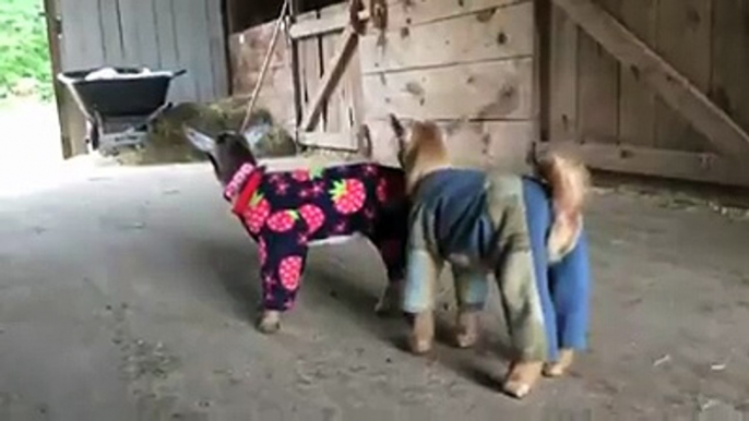The only thing cuter than baby goats playing  Baby goats playing in pyjamas! htt