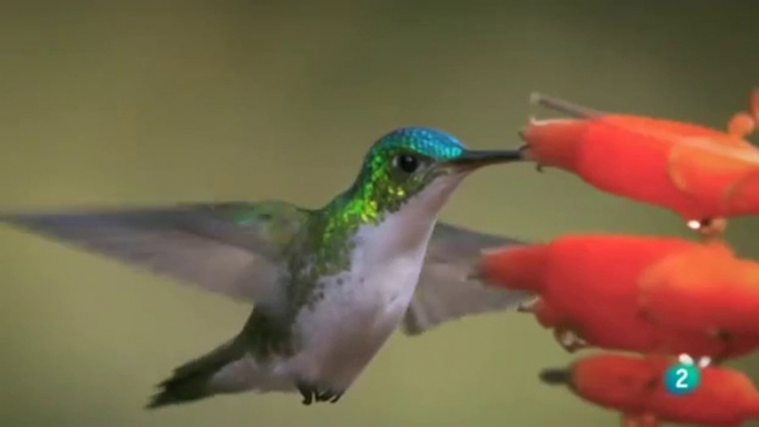 COLIBRÍES - PRECIOSOS MENSAJEROS - DOCUMENTAL