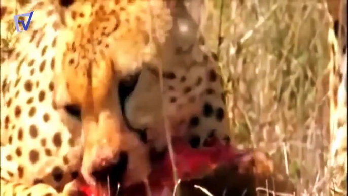 cheetah attack best collection ever HD