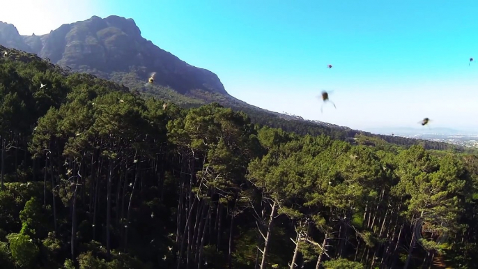 Drone volant attaqué par une nuée d'abeilles pas contentes!