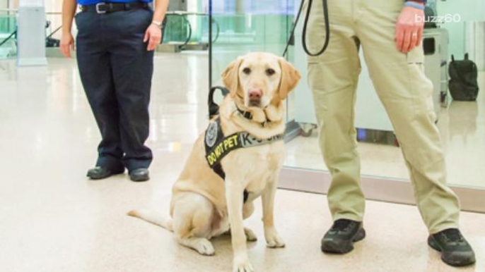 TSA asking people to adopt dogs who flunked training