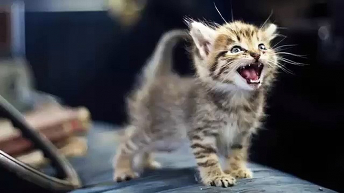 Little kittens meowing and talking - Cute cat compilation - Funny Kittens Videos Compilation