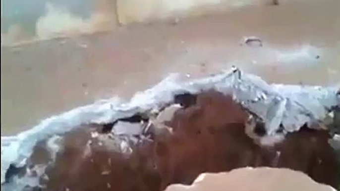 Horrifying den of rats discovered just beneath the floor