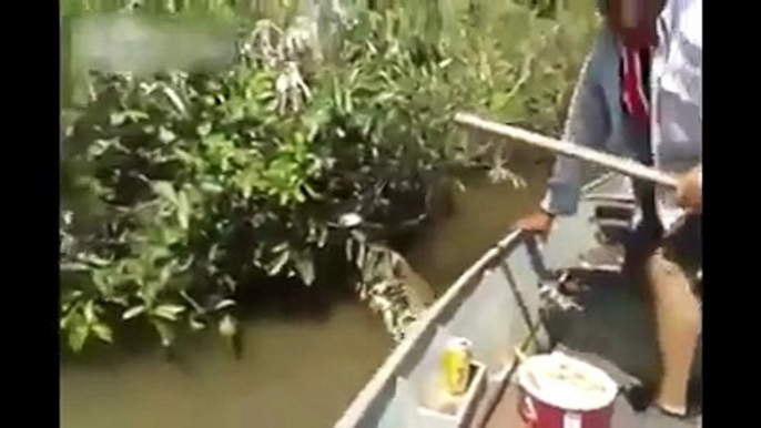 GIANT Anaconda captured in a Brazilian…