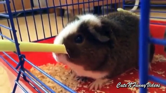 Cute guinea pigs. Funny domestic guinea pigs