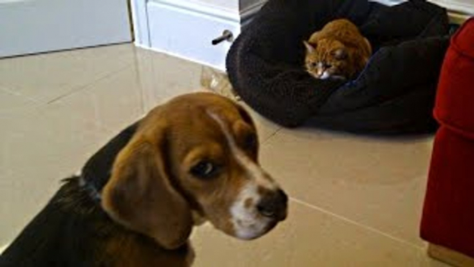 Funny Dogs - Funny Cat Videos - Cats Stealing Dog Beds - 2015