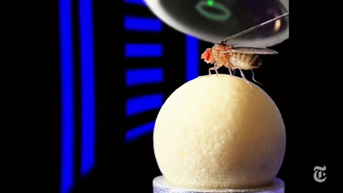 ScienceTake | A Compass in a Fly’s Brain