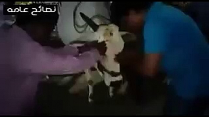 شاهد الهنود وهم يعبدون البقر لا اله الا الله الحمد لله علي نعمة الاسلام