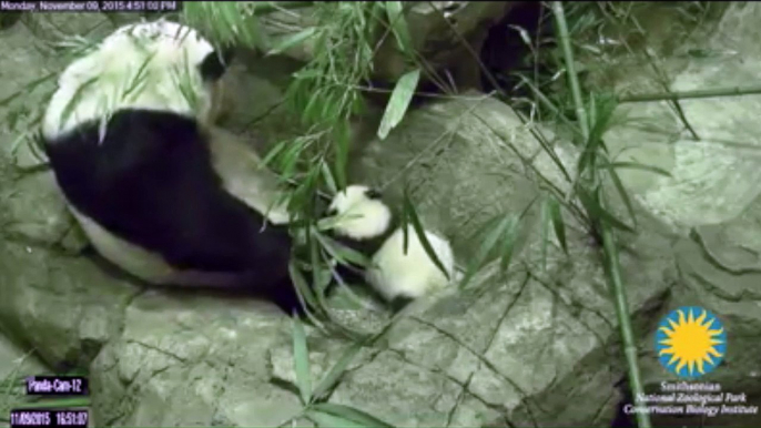 Pround Mother Watches As Panda Cub Takes First Steps