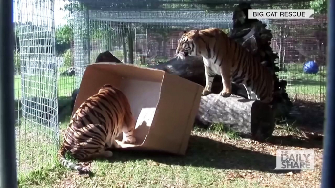 Les lions, tigres et autre félins sont simplement des gros chats... Adorable!