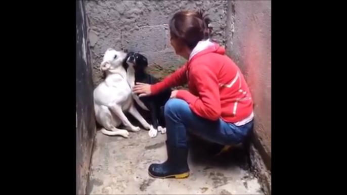 Two petrified Dogs gets rescued from failed animal shelter in Brasil