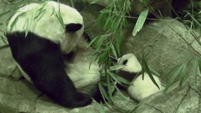 Bei Bei, the baby panda takes first wobbly steps