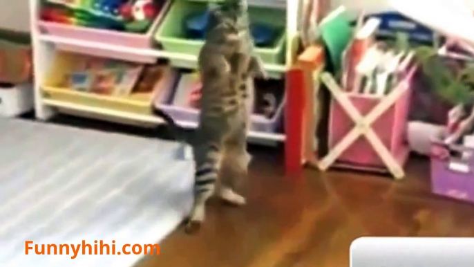 Funny Cat Videos | Funny Smartest Cats | Funny Cat Sleep | Funny Cat 2015