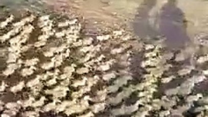 Have you EVER seen 5,000 Ducklings rush to a pond for a Swim for the very first time