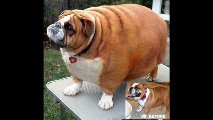 FATTEST CATS AND DOGS