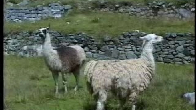 Llamas, Plaza, Machu Picchu, Peru