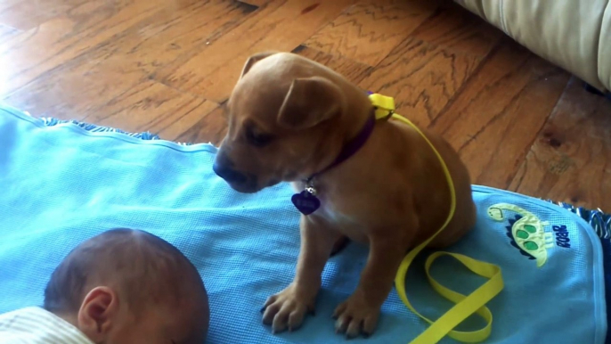 Ce petit chiot va s'endormir sur un bébé... Tellement mignon!