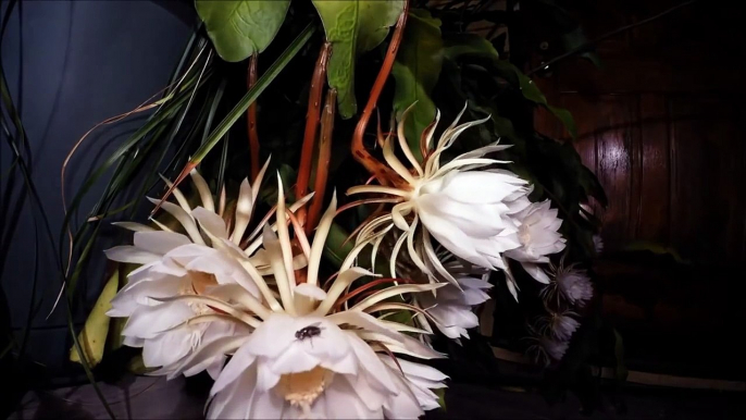 Beautiful Dancing Flowers | Flowering plants and blooming flower time lapse