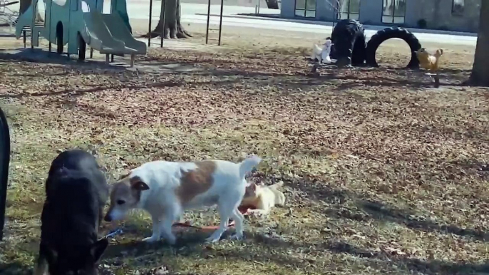 Un chat promène son chien en laisse!