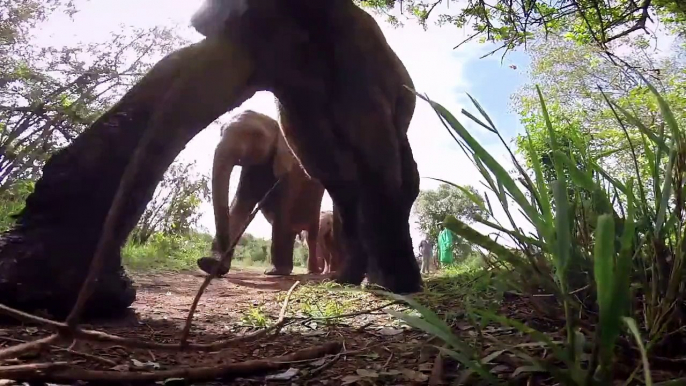 Elephant Lunch Break